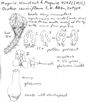 Vorschaubild Ocotea sericiflora C.K. Allen